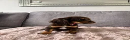 Cocker Spaniel dogs for sale: BEAUTIFUL CHOC AND TAN COCKER PUPS READY NOW!  - Advert 36