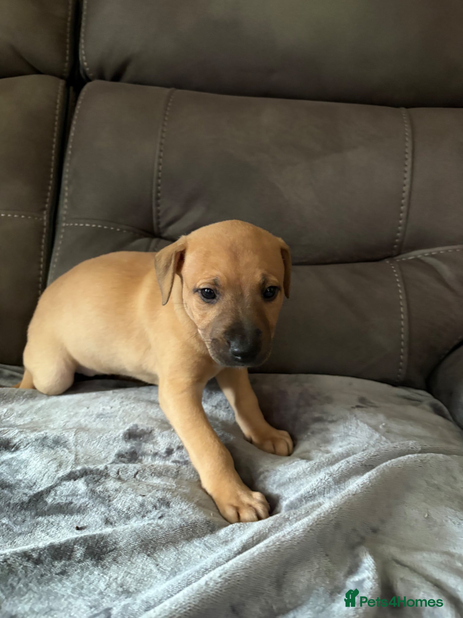 Mixed Breed dogs for sale: WHIPPET X BULL - Advert 4
