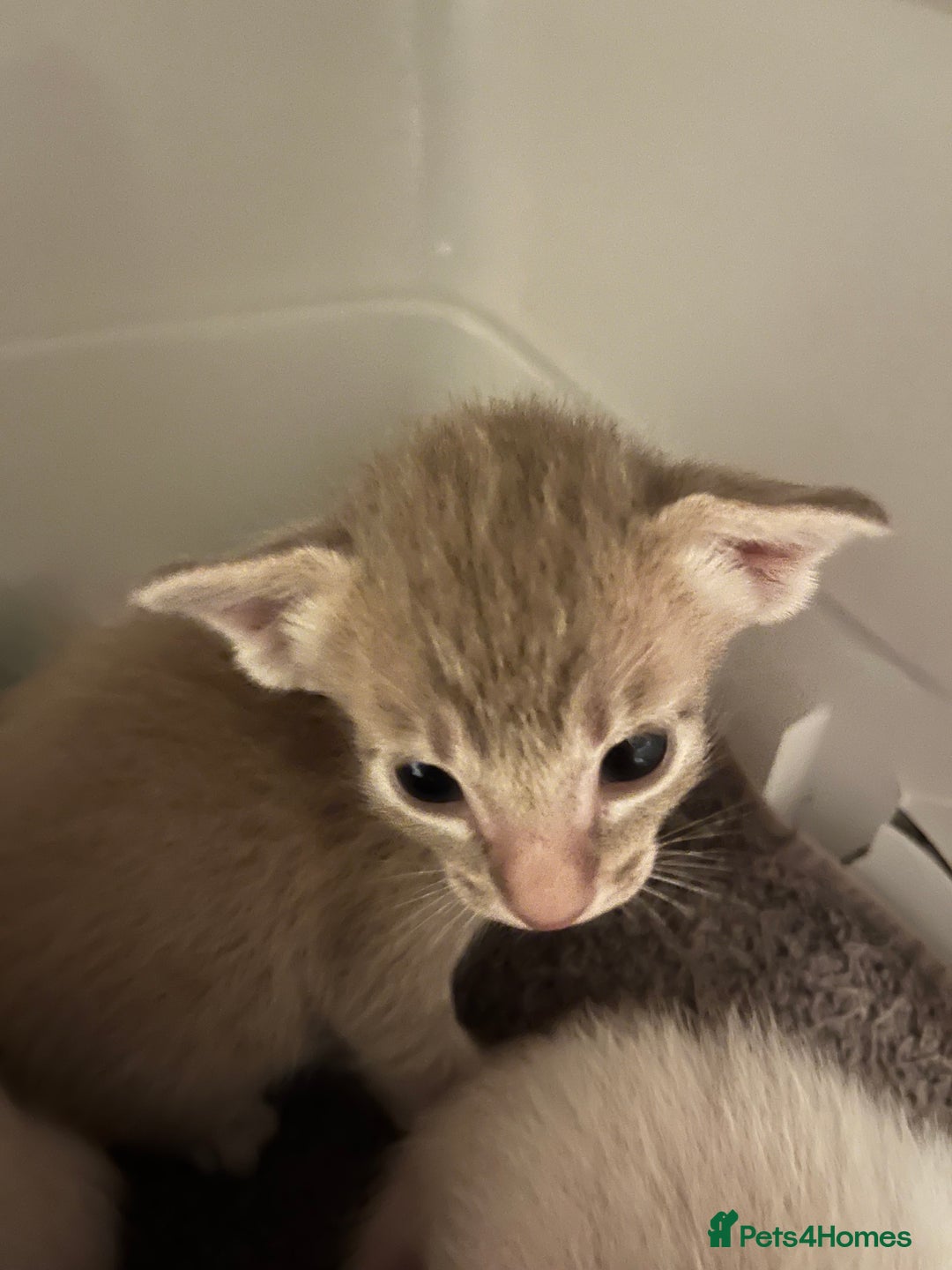 Oriental cats for sale: Outstanding Pedigree Oriental GCCF reg kittens - Advert 27