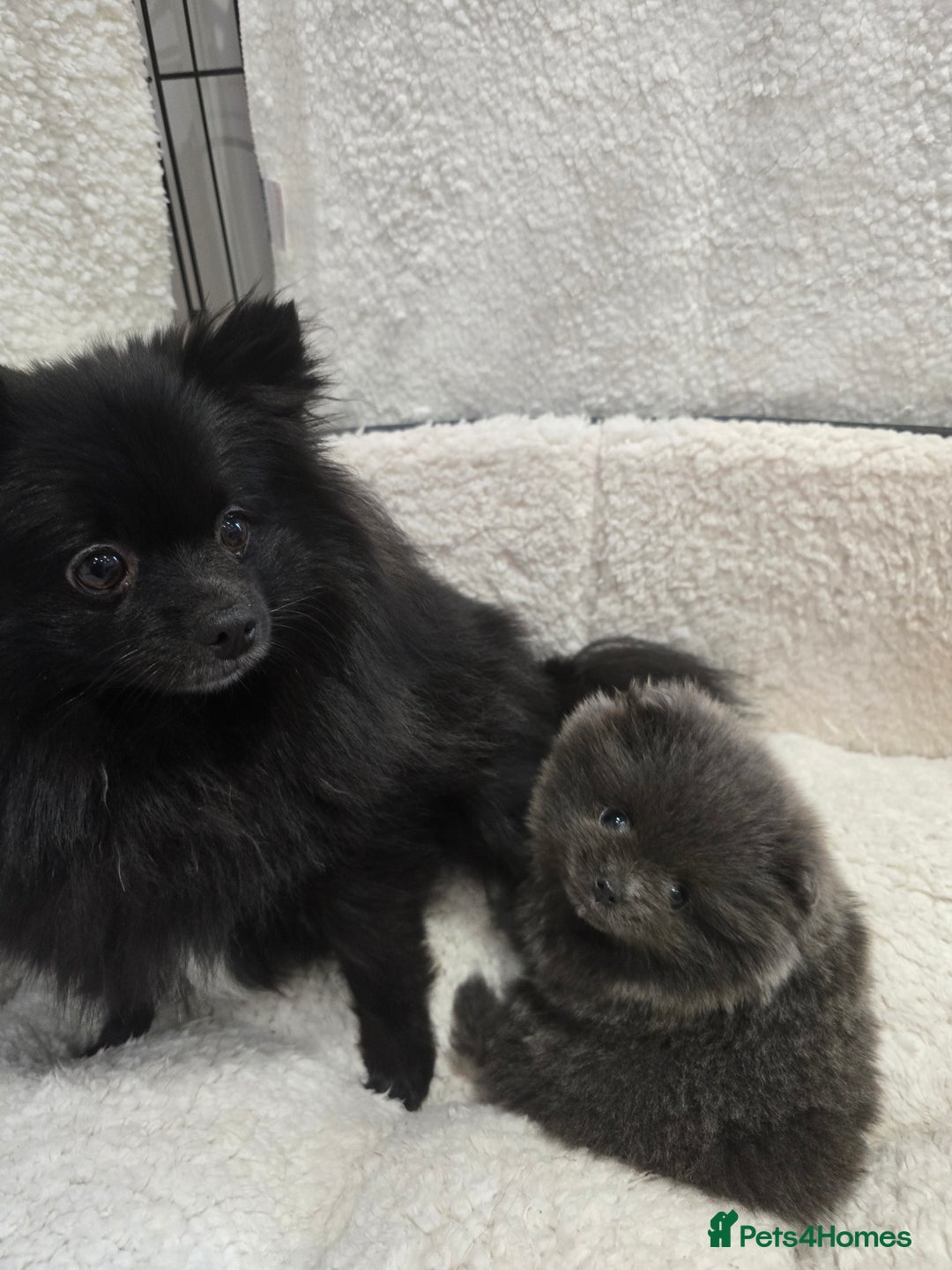 Pomeranian dogs for sale: Pomeranian puppy - Advert 1