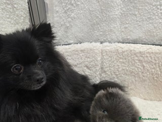 Pomeranian dogs Pomeranian puppy - Advert 1