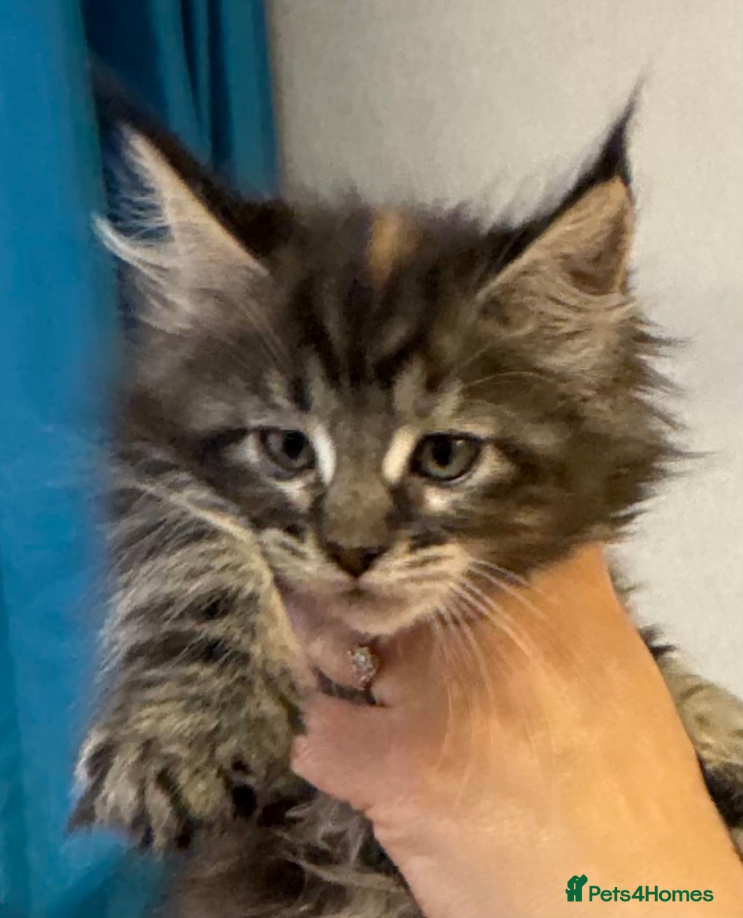 Maine Coon cats for sale: Adorable pedigree Maine coon kittens - Advert 31