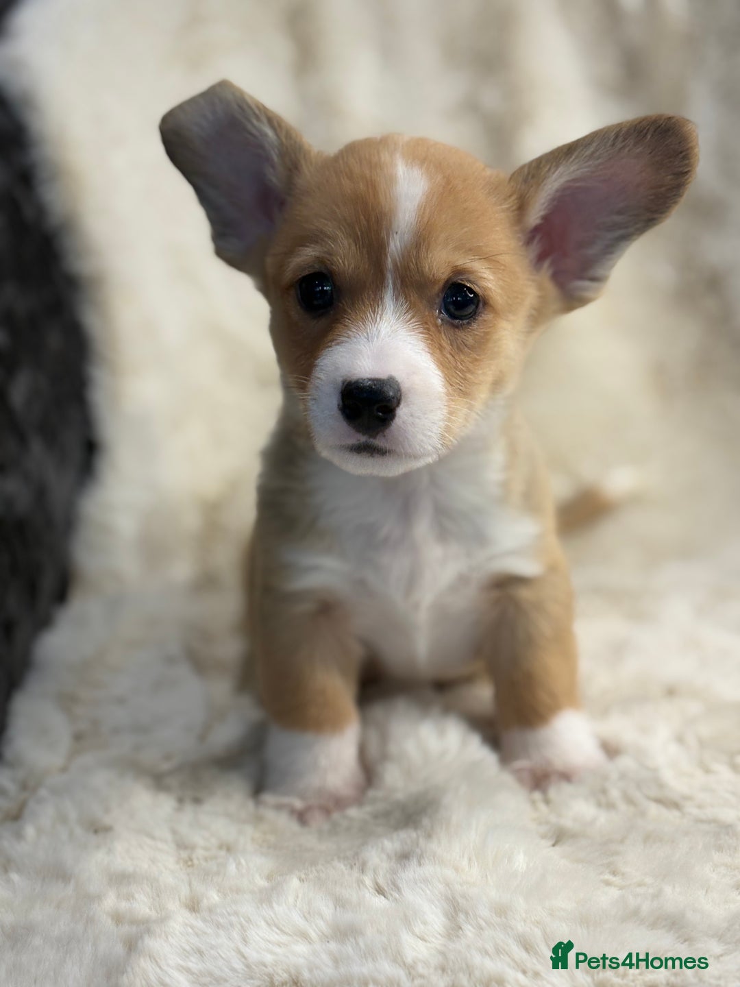 Welsh Corgi Pembroke dogs for sale: Top quality corgi puppies  - Advert 3