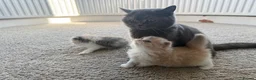British Shorthair cats for sale: British Shorthair & Longhair Kittens GCCF Reg - Advert 8