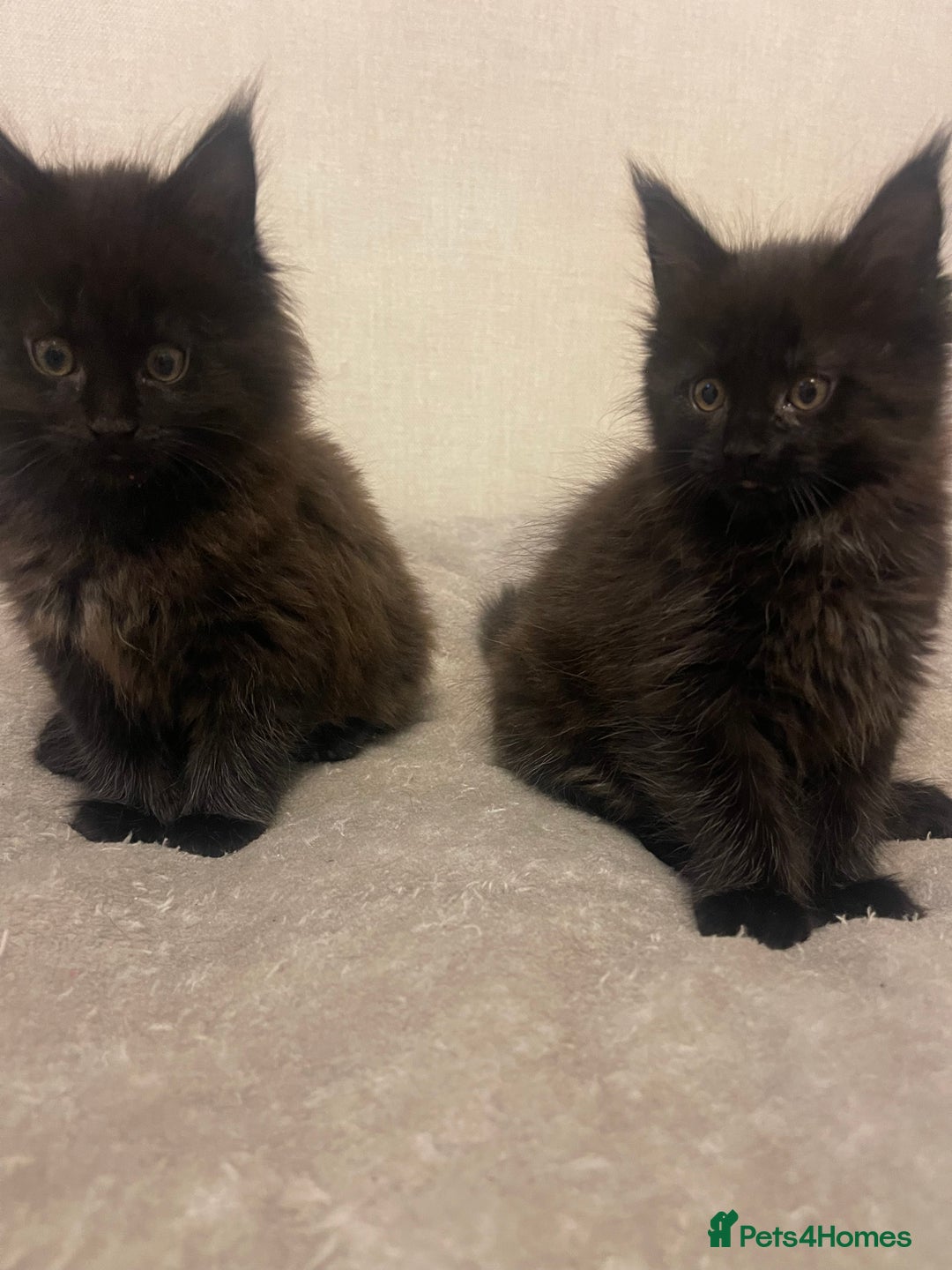 Maine Coon cats for sale: Main coon kitten - Advert 3