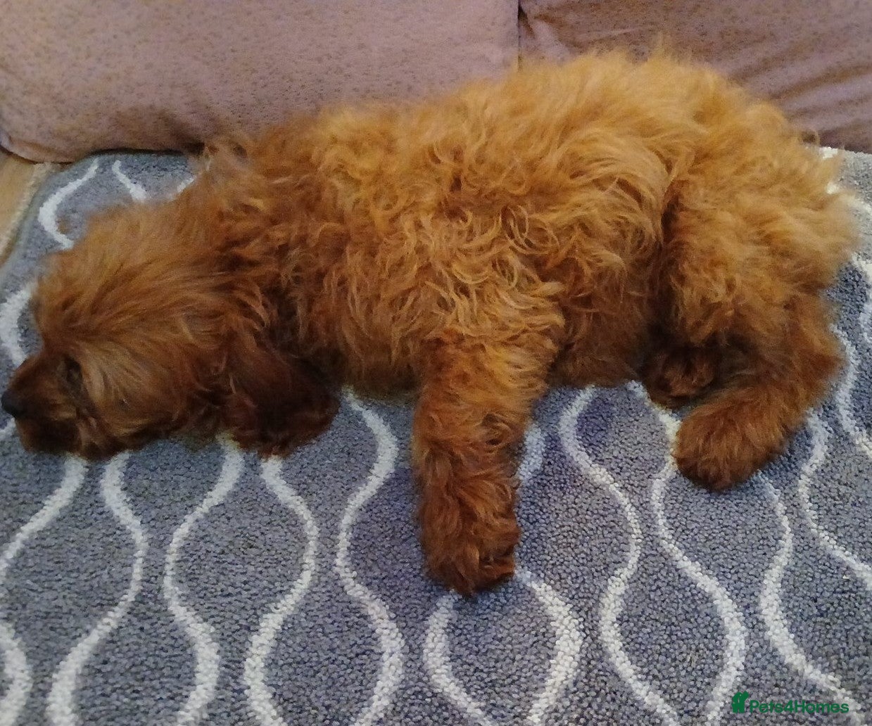 Cavapoo dogs Ruby Red cavapoo pups - Advert 5