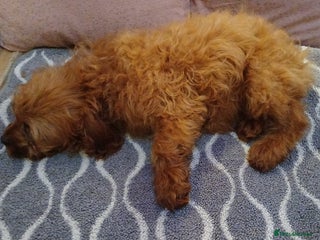 Cavapoo dogs Ruby Red cavapoo pups - Advert 9