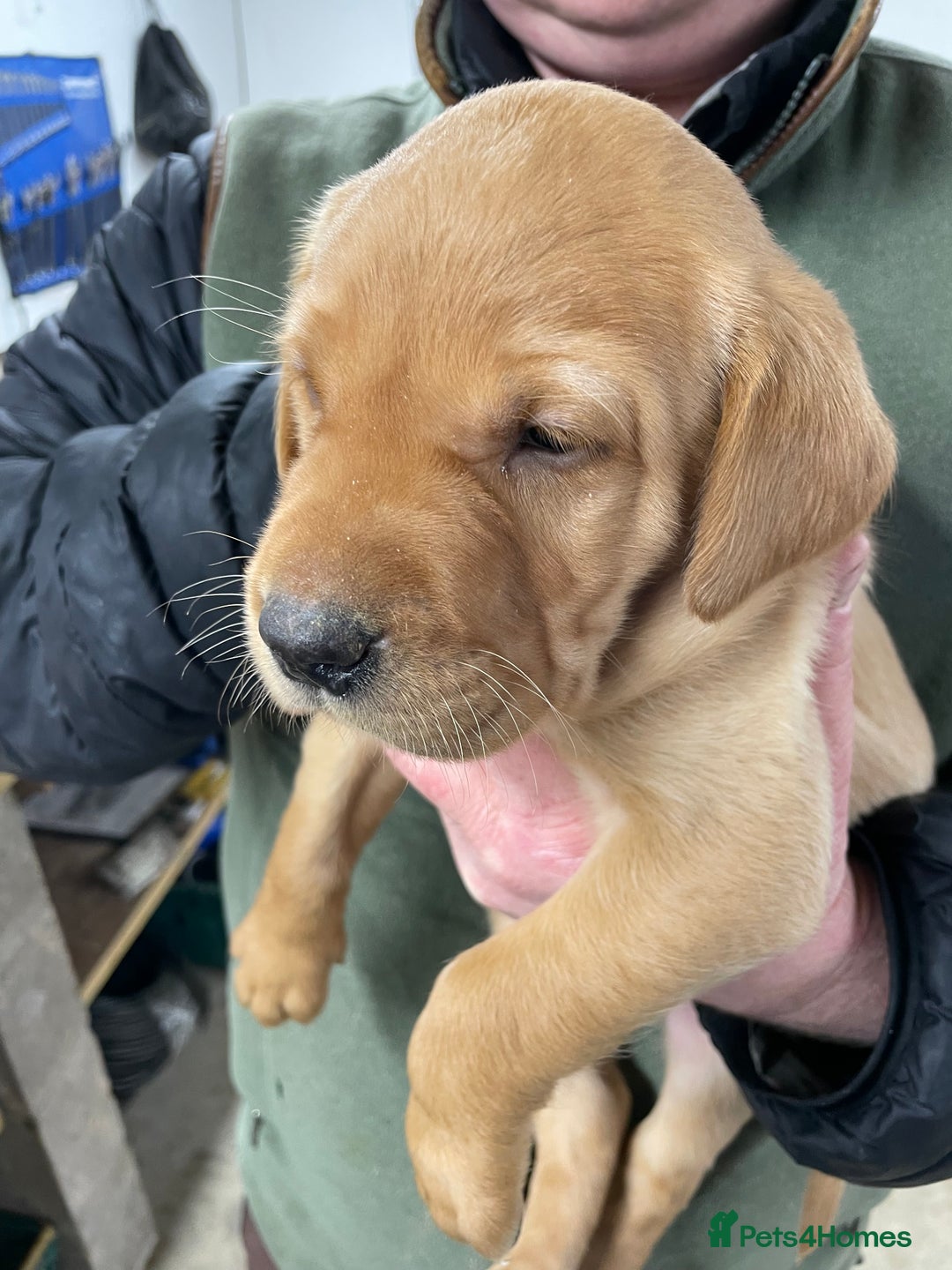 Labrador Retriever dogs for sale: Big Bold Lab Pups - Health Tested Parents  - Advert 2