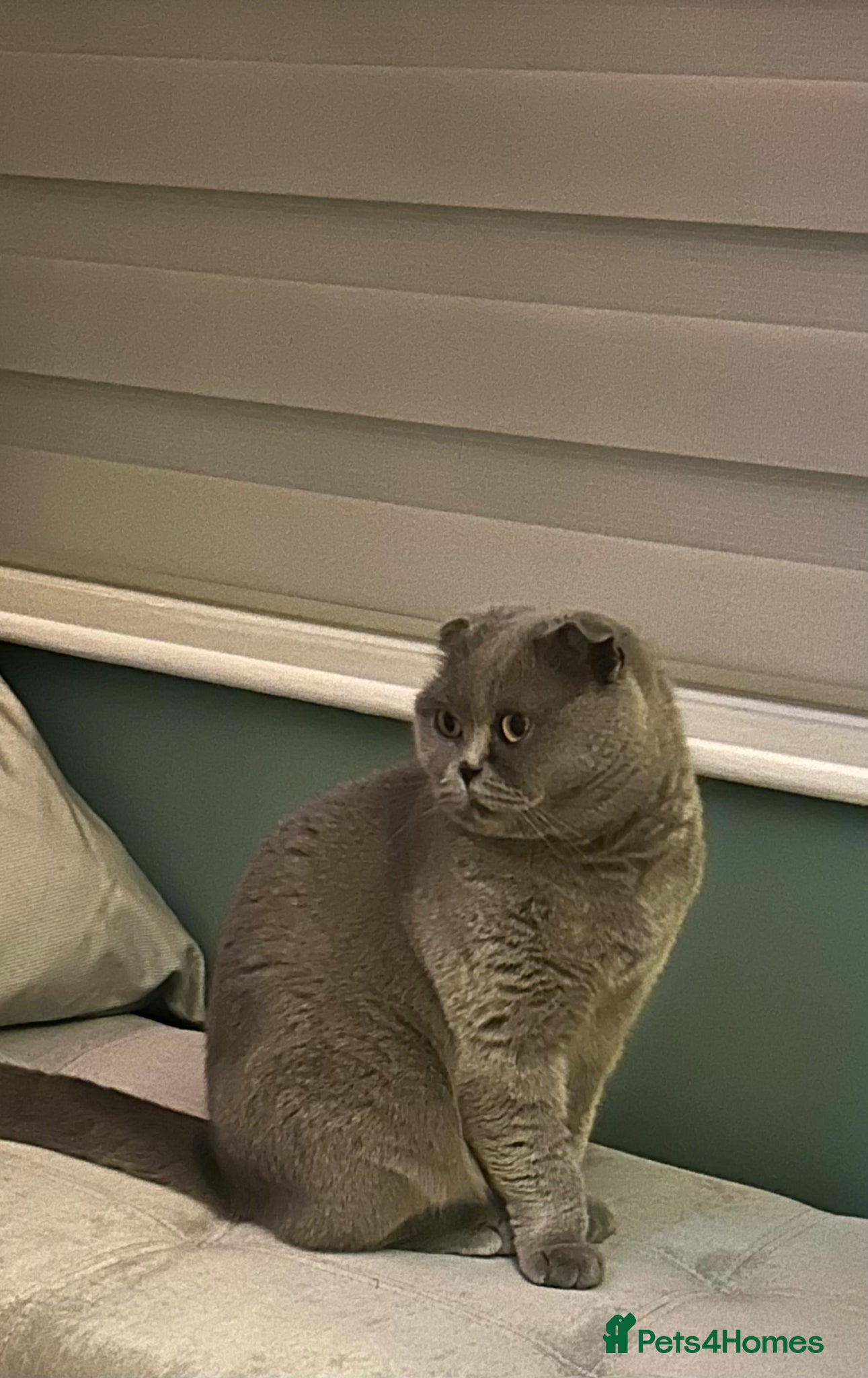 Scottish Fold cats Scottish folds and straights - Advert 1