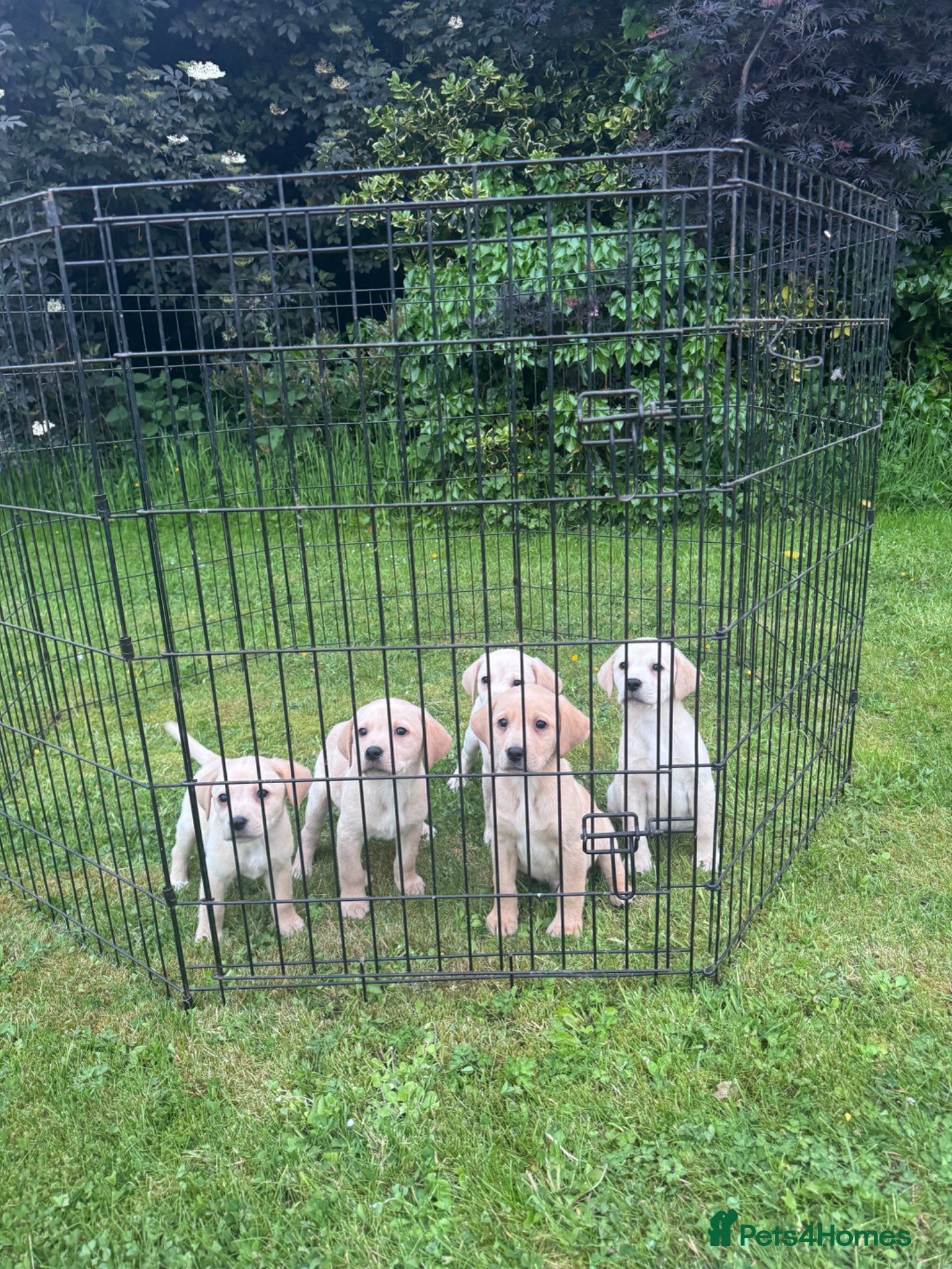 Labrador Retriever dogs for sale: Golden Labrador Puppies in Ayr - Advert 8