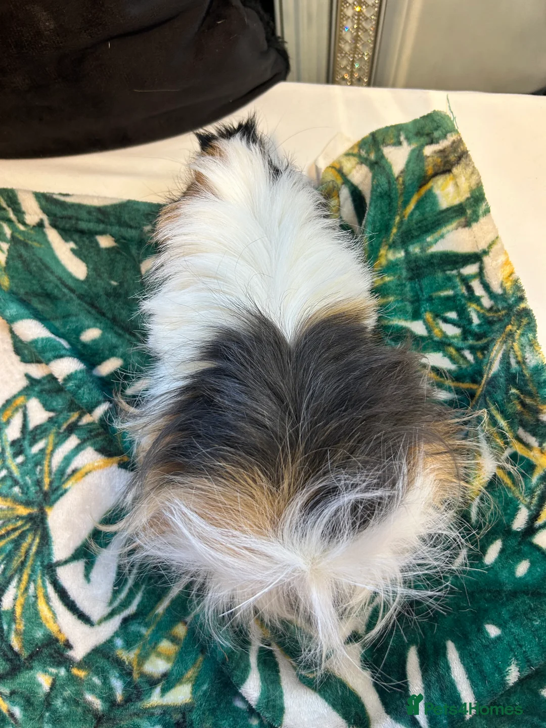 Guinea Pig rodents for sale: 3 peruvian retired sisters for loving forever home - Advert 3