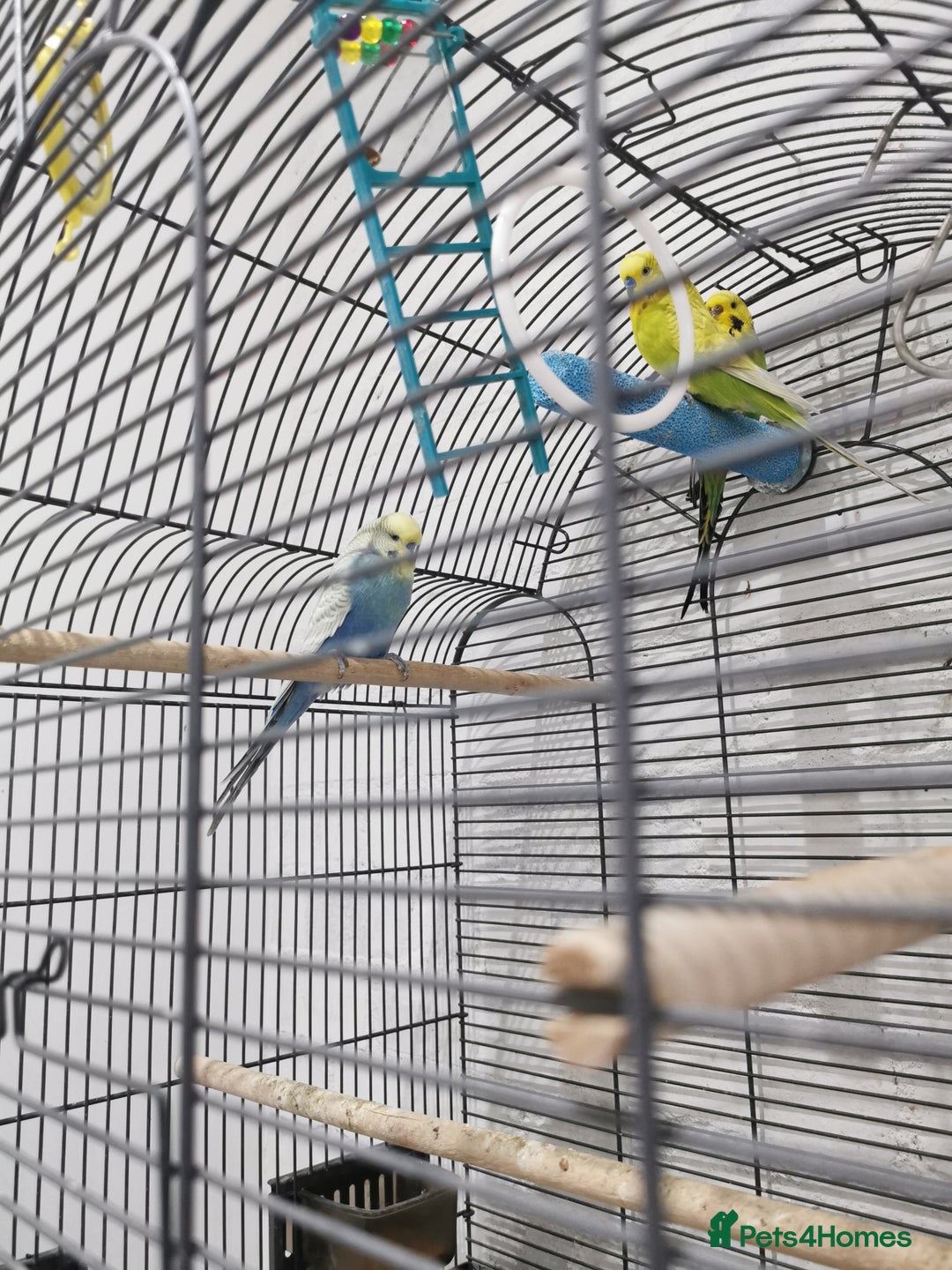 Budgerigars birds for sale: 2 boys and 1 girl budgies + big cage - Advert 4