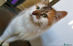 British Longhair cats for sale: Female sisters 🐾 - Image 4