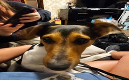 Jack Russell dogs for sale: Shiloh - Image 9