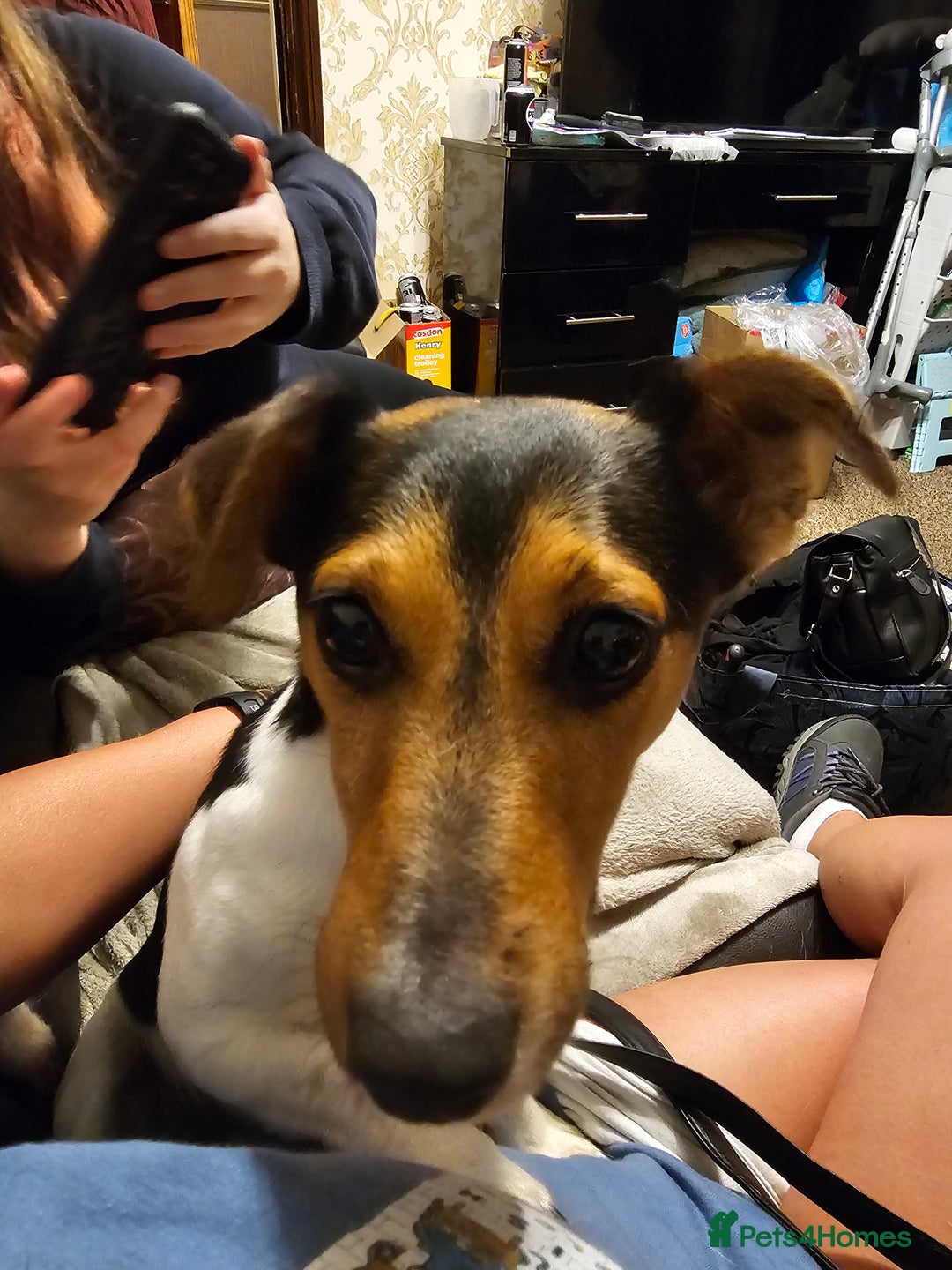 Jack Russell dogs for sale: Shiloh - Image 9