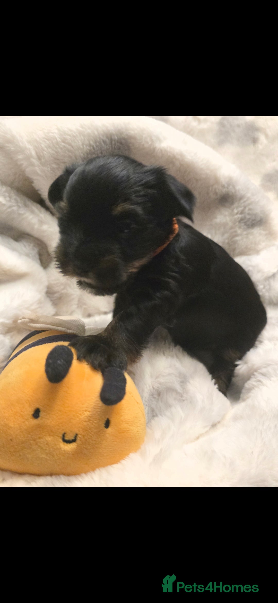 Yorkshire Terrier dogs for sale: Yorkshire terrier mini  - Advert 11