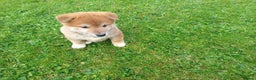 Japanese Shiba Inu dogs for sale: Japanese shiba inu puppies for sale, kc reg.  - Advert 3