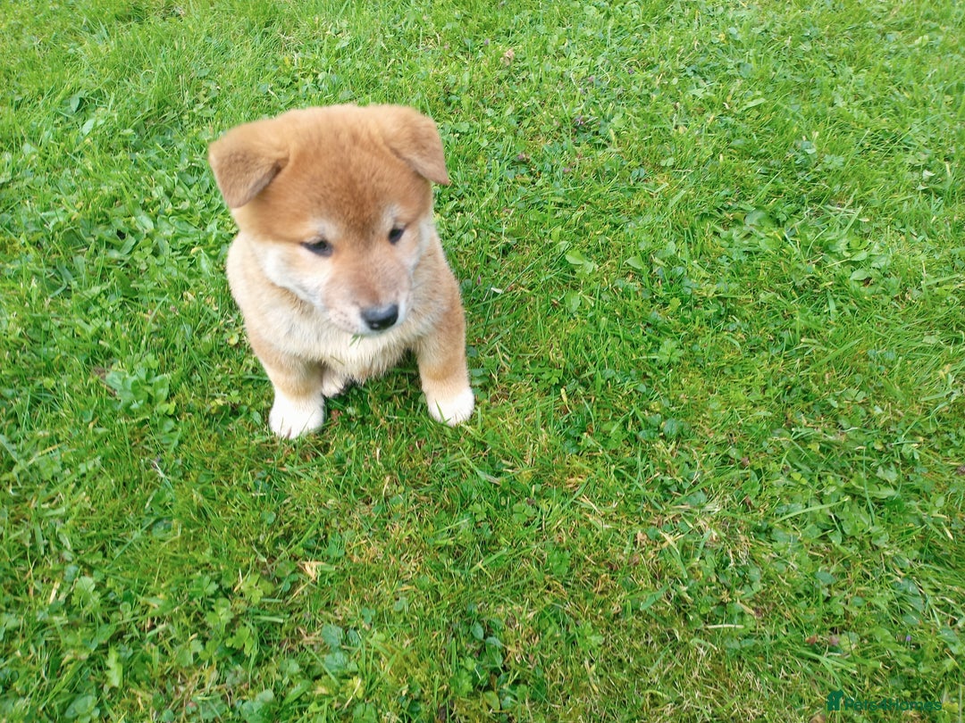 Japanese Shiba Inu dogs for sale: Japanese shiba inu puppies for sale, kc reg.  - Image 3