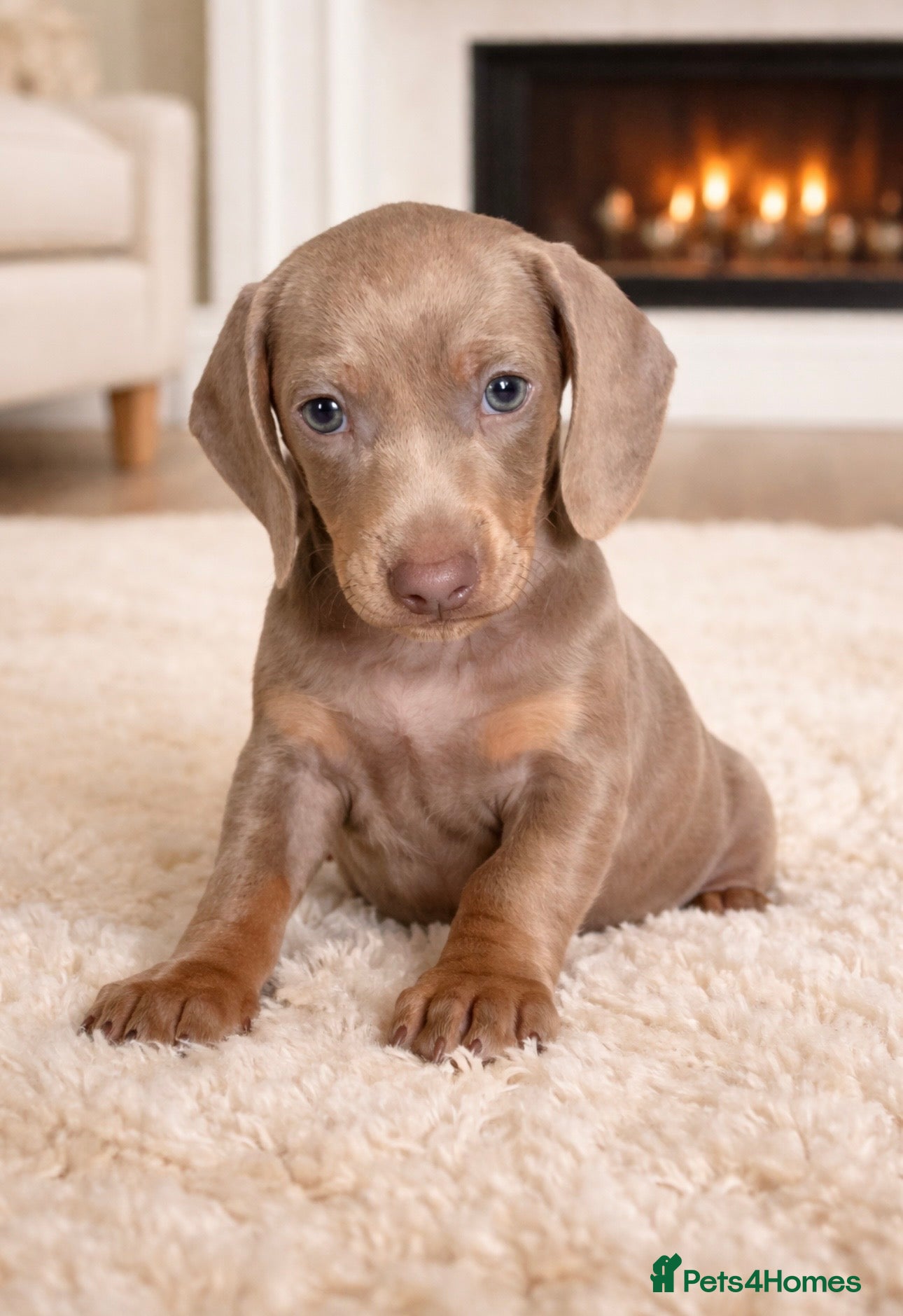 Dachshund dogs last dachshund puppy ready to go  - Advert 5