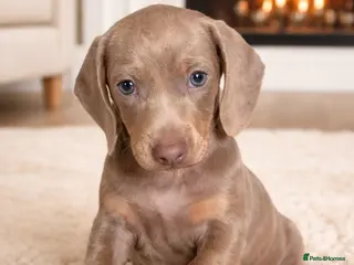 Dachshund dogs last dachshund puppy ready to go - Advert 5