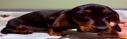 Miniature Dachshund dogs for sale: Ruby and Marley pups - Advert 8