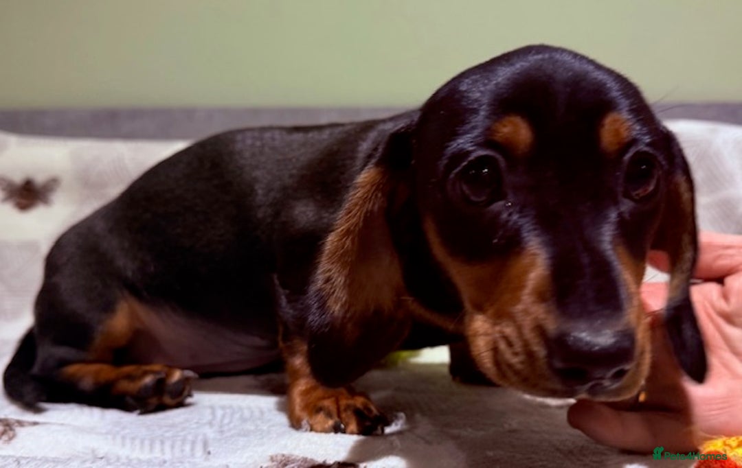 Miniature Dachshund dogs for sale: Ruby and Marley pups - Advert 8