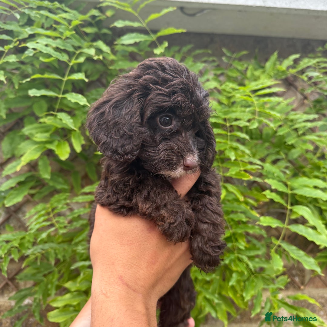 Cockapoo dogs for sale: F1 Cockapoo Pups LICENSED BREEDER Last Girl in Southampton - Image 6