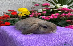 Mini Lop rabbits for sale: Gorgeous Baby Mini Lop Boy Ready Now - Image 6