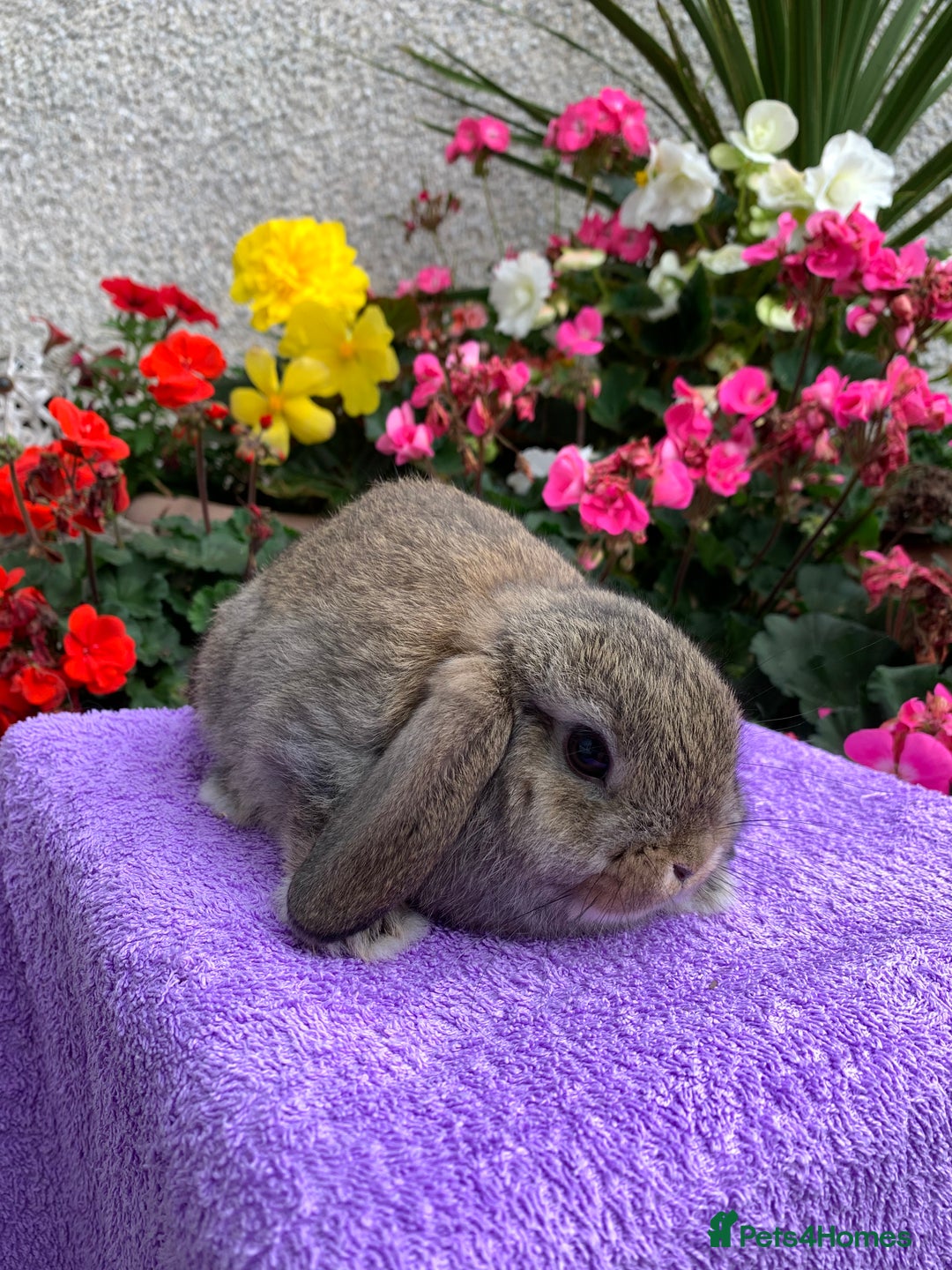 Mini Lop rabbits for sale: Gorgeous Baby Mini Lop Boy Ready Now - Image 6