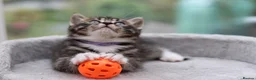 Mixed Breed cats for sale: Tabby Kittens Ready Soon - Advert 25