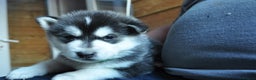 Alaskan Malamute dogs for sale: Alaskan Malamute Puppies - Advert 34
