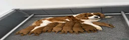 Cavapoo dogs for sale: Beautiful F1b Cavapoo’s 🧬 Health Tested Parents - Advert 3