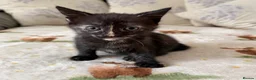 Mixed Breed cats for sale: 4 adorable kittens  - Advert 4