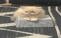 Persian cats for sale: Pedigree Persian Kittens ready to be rehomed - Image 9