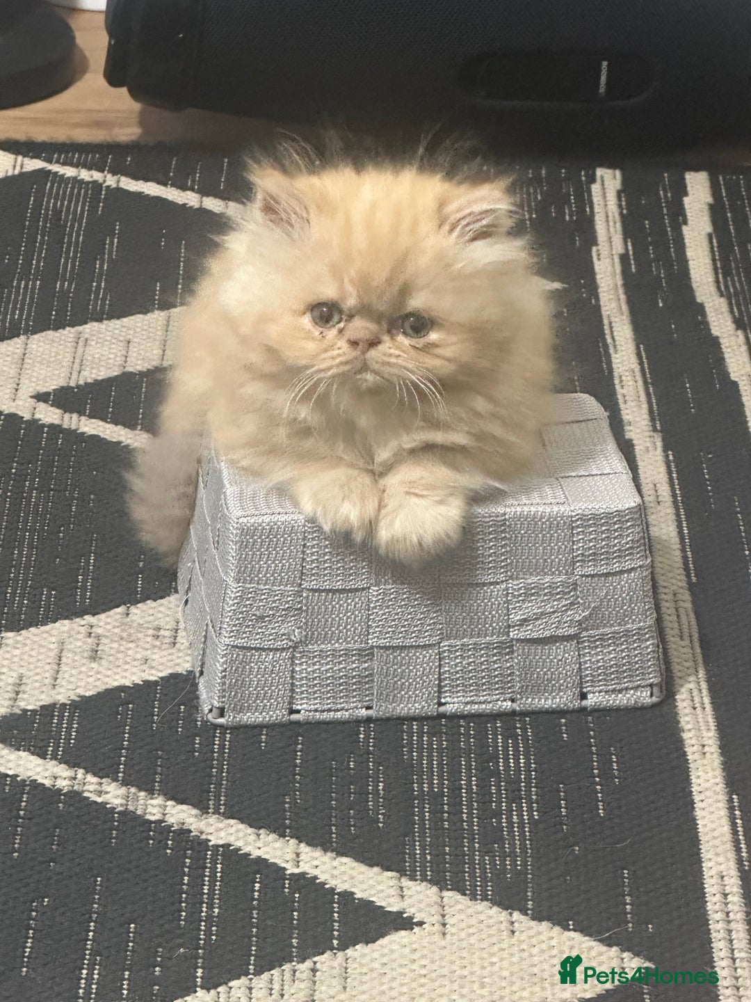 Persian cats for sale: Pedigree Persian Kittens ready to be rehomed - Image 9