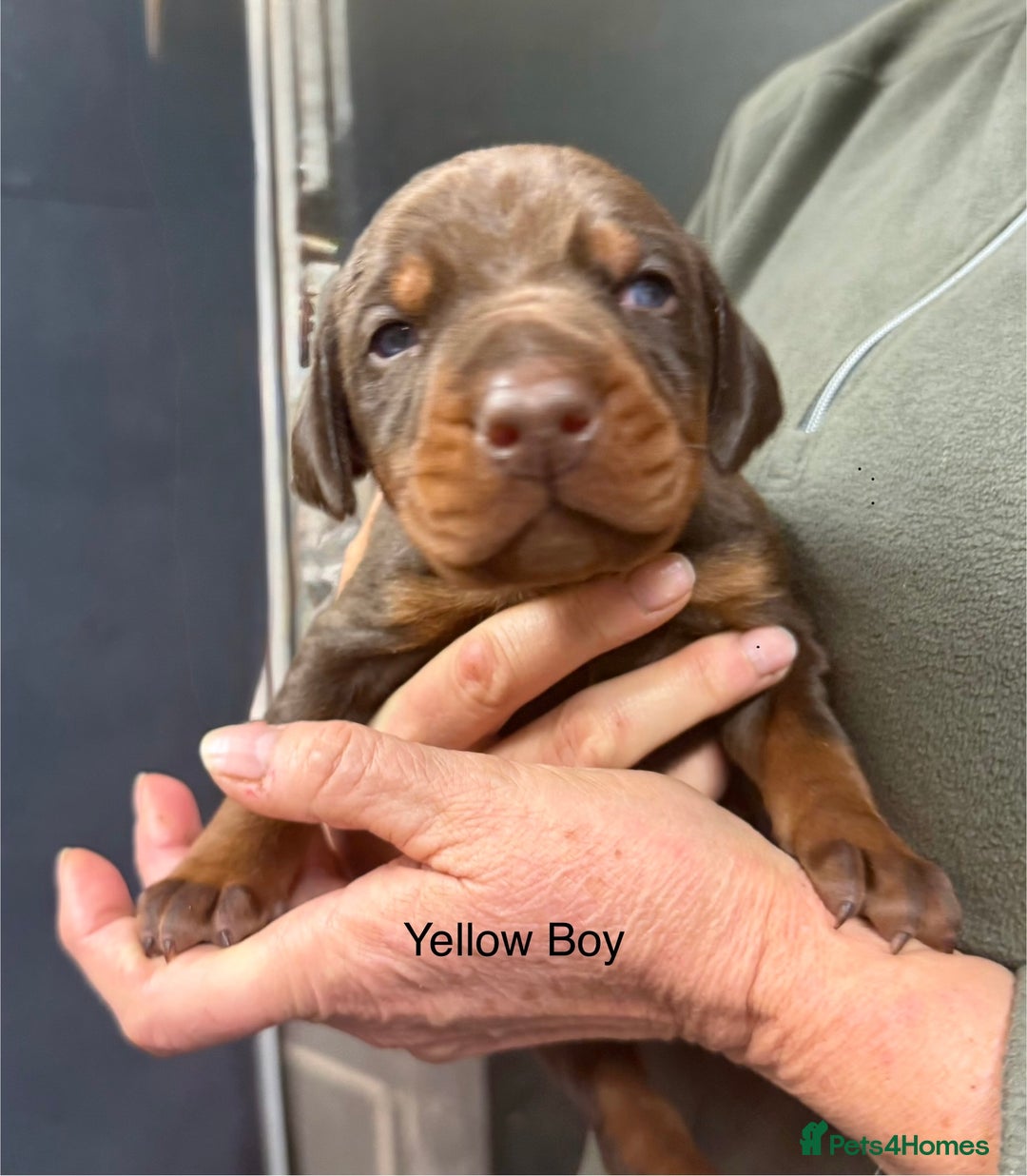 Dobermann dogs for sale: DOBERMAN PUPPIES WITH FANTASTIC PEDIGREE - Image 4