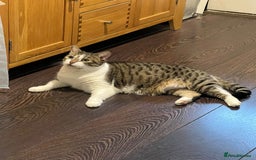 Mixed Breed cats for adoption: Two lovely ladies need a new home! in Hook - Advert 6