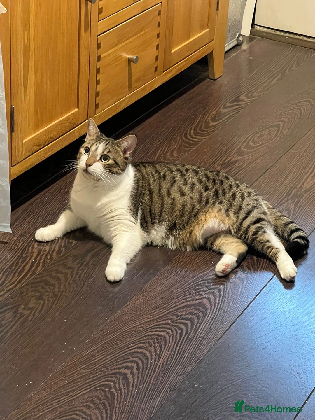 Mixed Breed cats for adoption: Two lovely ladies need a new home! in Hook - Advert 6