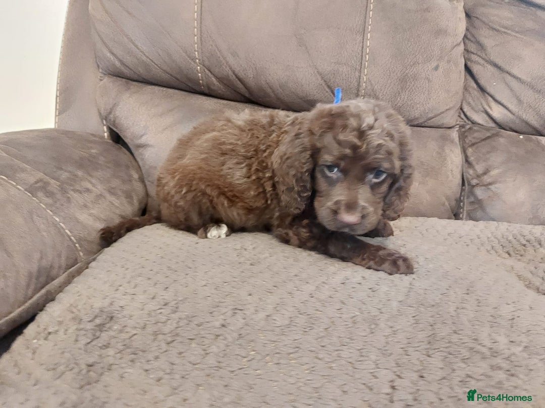 Cocker Spaniel dogs for sale: Cocker spaniel puppies  - Image 11