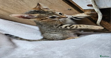 Bengal cats - Advert 8