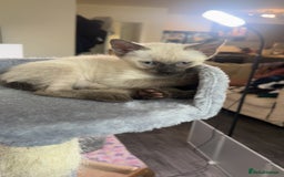 Siamese cats for sale: Beautiful Siamese Kittens - Advert 18