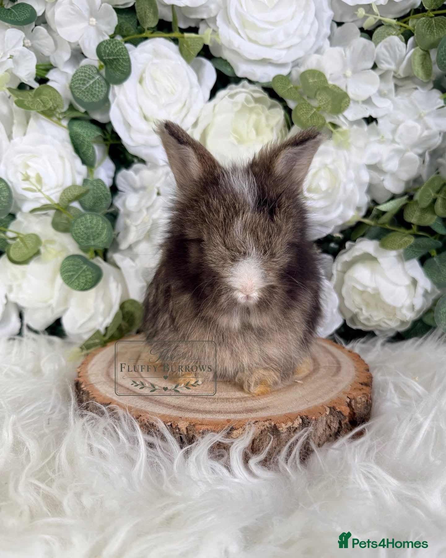 Angora rabbits Vaccinated Purebred English Angoras - Advert 4