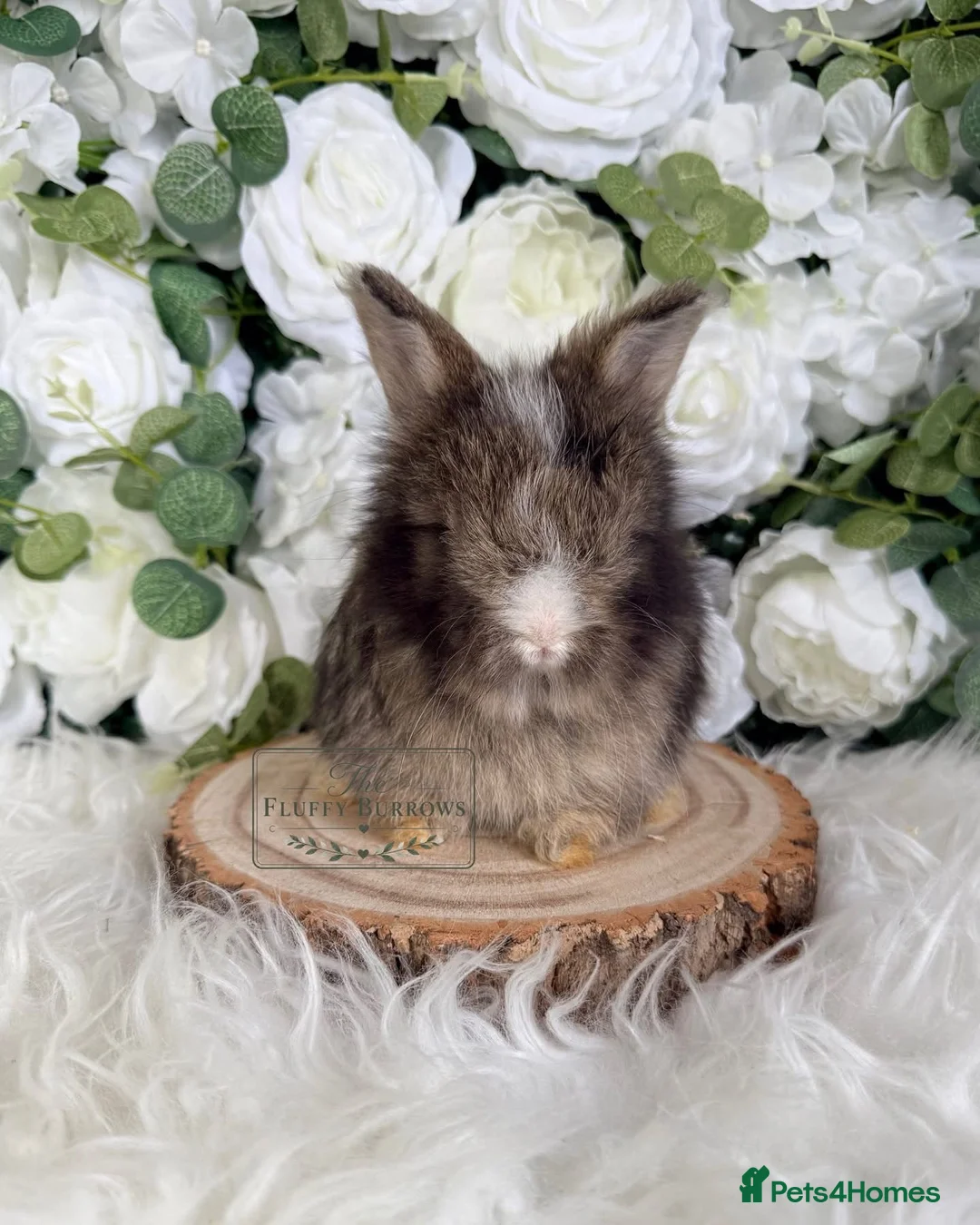 Angora rabbits for sale: Vaccinated Purebred English Angoras - Advert 1