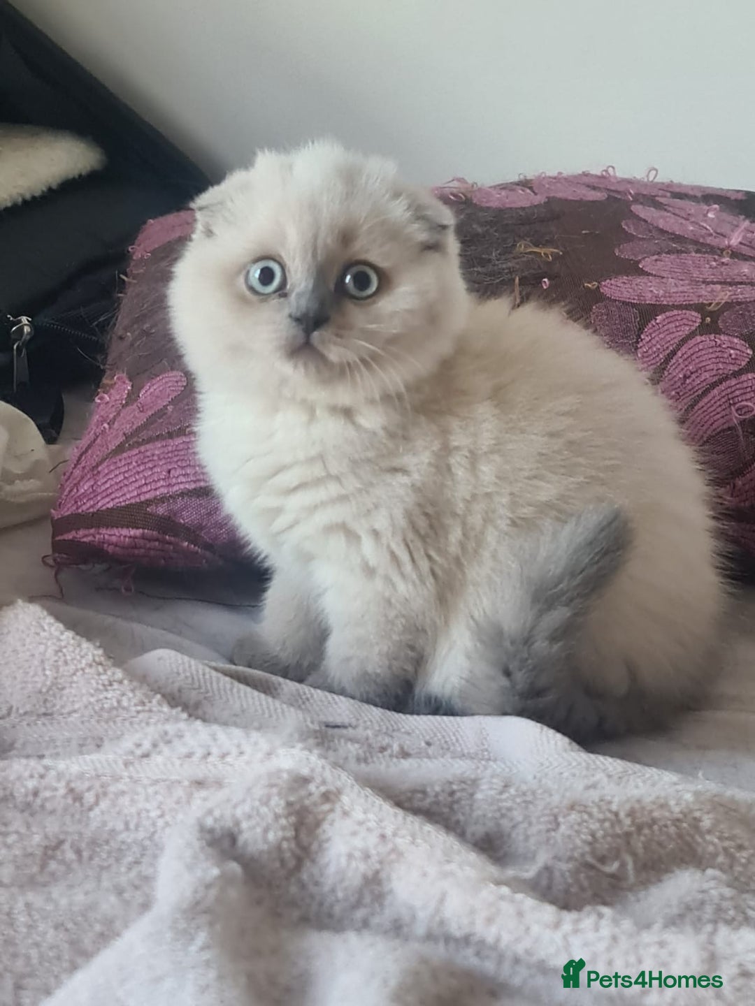 Scottish Fold cats for sale: Beautiful white/grey female Scottish fold for sale - Image 8