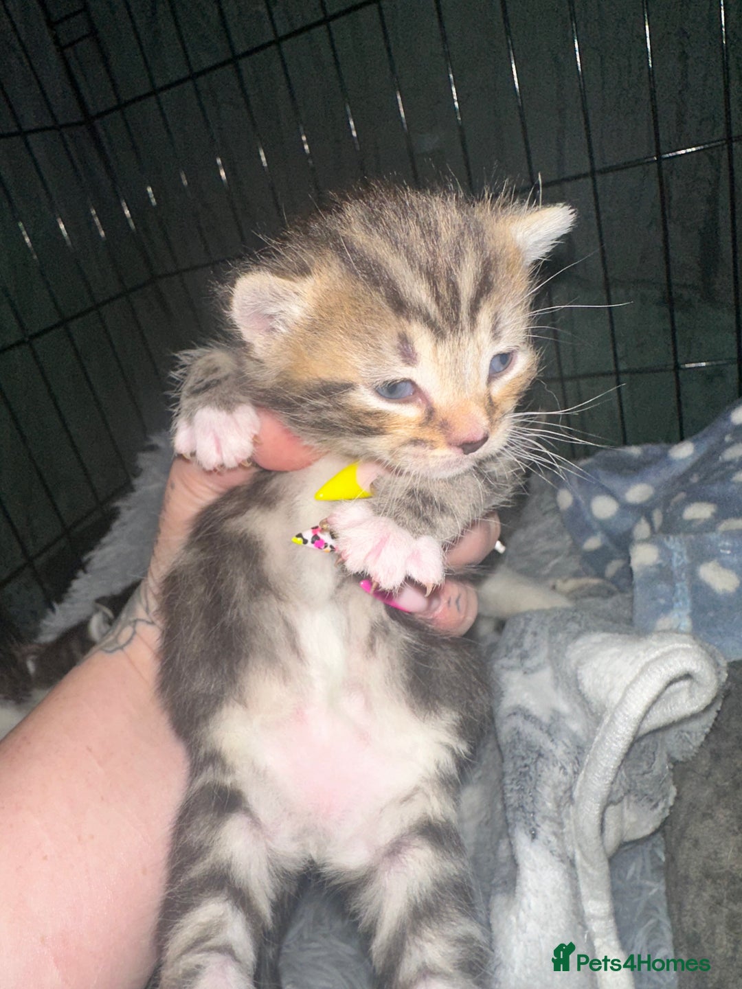 Domestic Shorthair cats for sale: 4 beautiful 3 week old kittens  in Rugeley - Image 3
