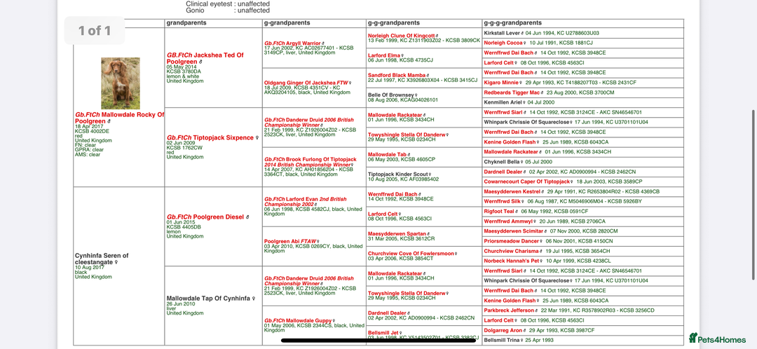 Cocker Spaniel dogs for sale: Last red boy - Ready to leave this week   - Advert 4