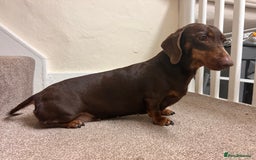 Dachshund dogs for sale: 4 year old female Dachshund - Image 7