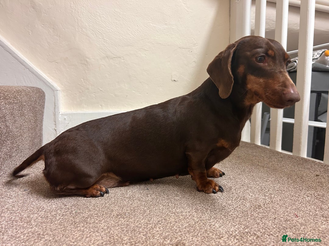 Dachshund dogs for sale: 4 year old female Dachshund - Image 7