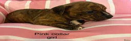 Staffordshire Bull Terrier dogs for sale: Stunning litter of Staffies  - Advert 15
