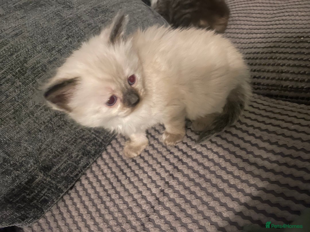 Mixed Breed cats for sale: 3/4 ragdoll kittens available  - Image 5